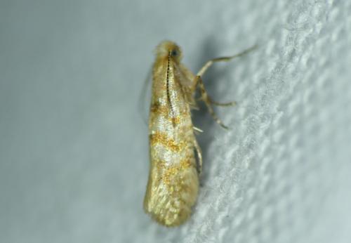 Argyresthia freyella